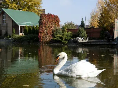 Гостевой дом Holiday Homes Klevoe Mesto Пятигорск Дом с 1 спальней-4